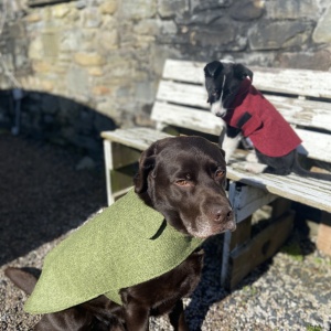 Herdwick Dog Items