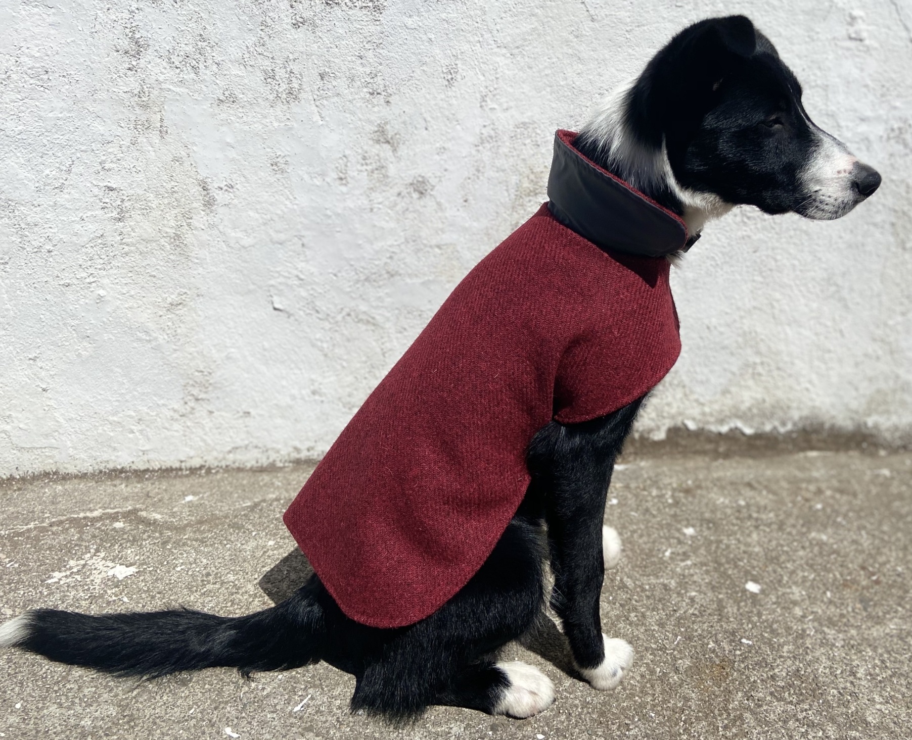 Dog Coats - Image 3