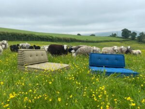 2 Herdwick French Mattress cushions in a field of long grass surrounded by Herdwick sheep